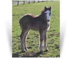 ~Northern Lights Remington Smoke~'21 Smoky Black Colt by Charlie - Available for Sale